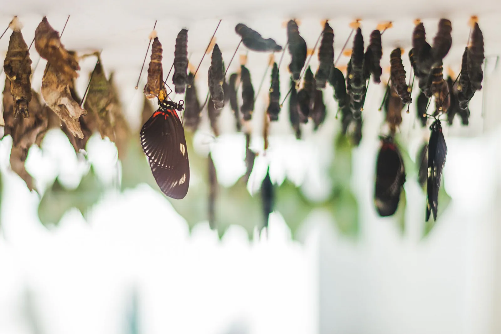 Butterfly chrysalises hanging, representing transformation and metamorphosis