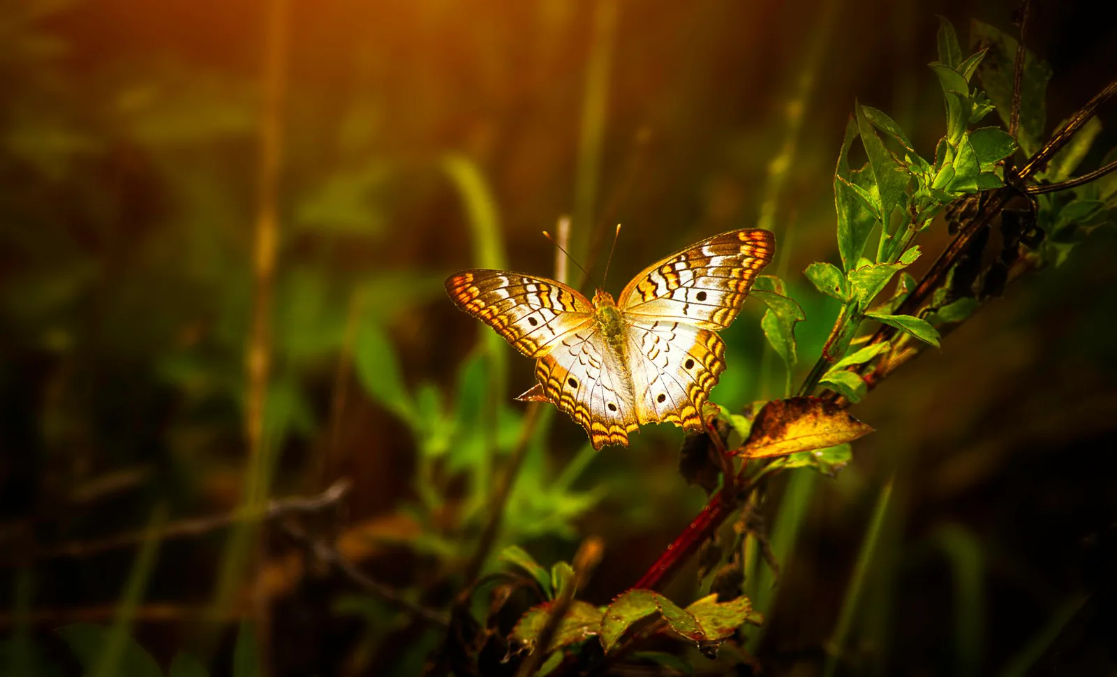 Butterfly resting on green leaves in warm sunlight